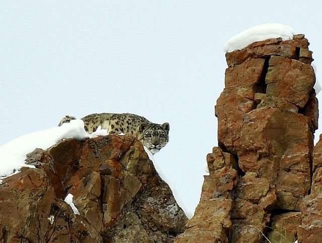 幻といわれる動物を求めて